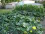 courgette citrouille maïs été06