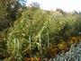 topinambours automne 04
